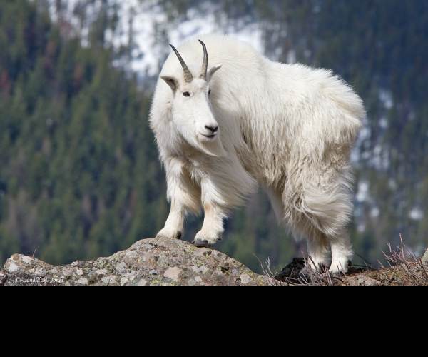 Mountain Goat Mountain