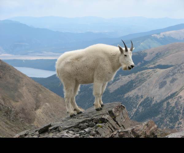 Mountain Goat Mountain