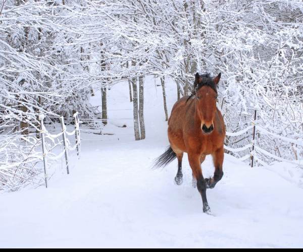 Snow Horse