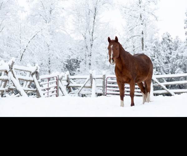 Snow Horse