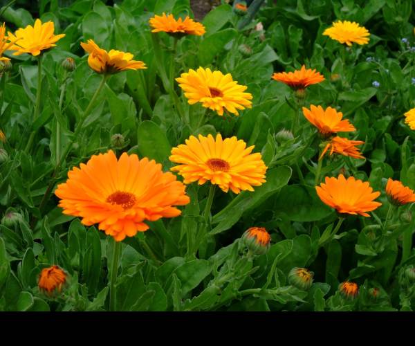 CALENDULA