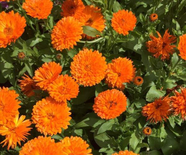 CALENDULA