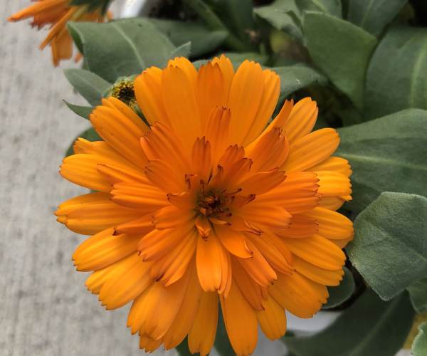 CALENDULA