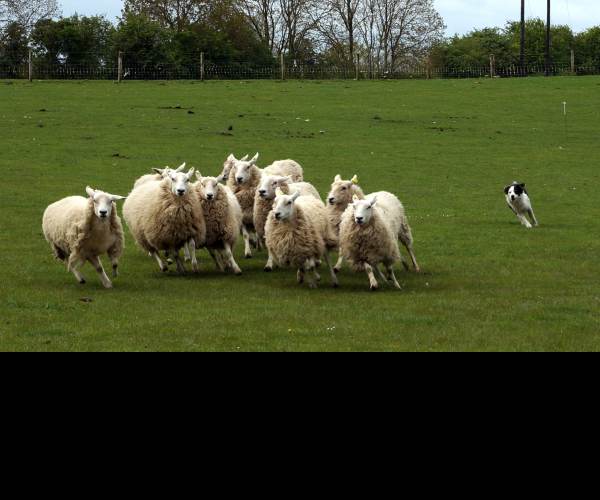 Herding Dog