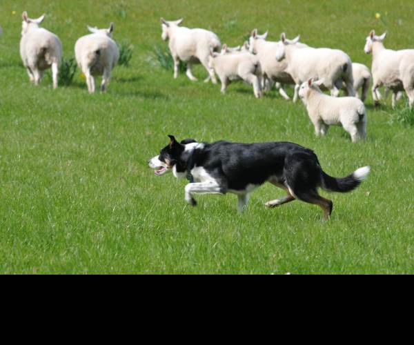 Herding Dog