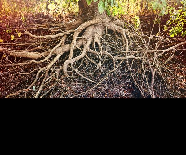 ROOT
