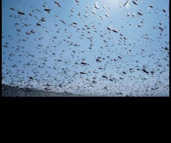 Drone Swarm