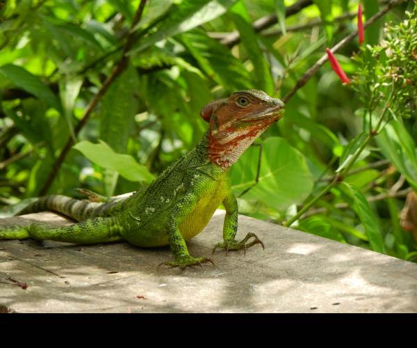 BASILISK