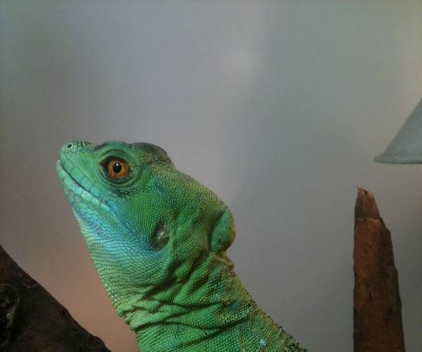 BASILISK