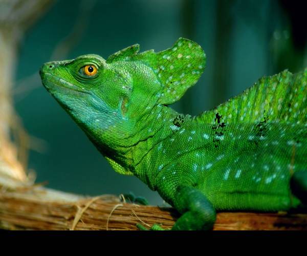 BASILISK