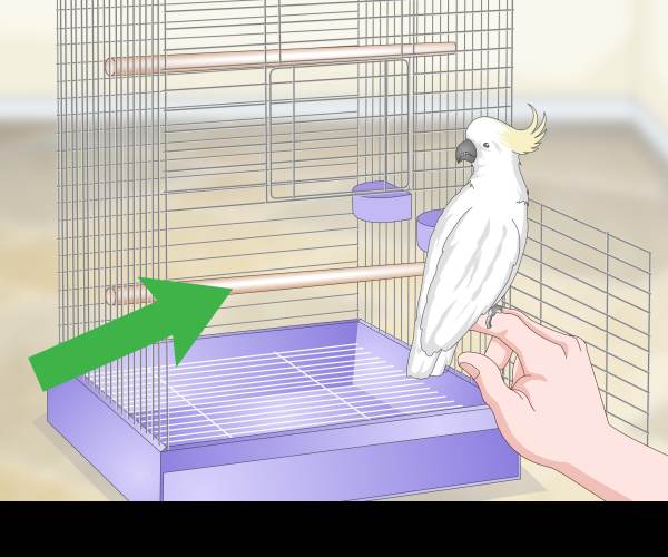 CAGE