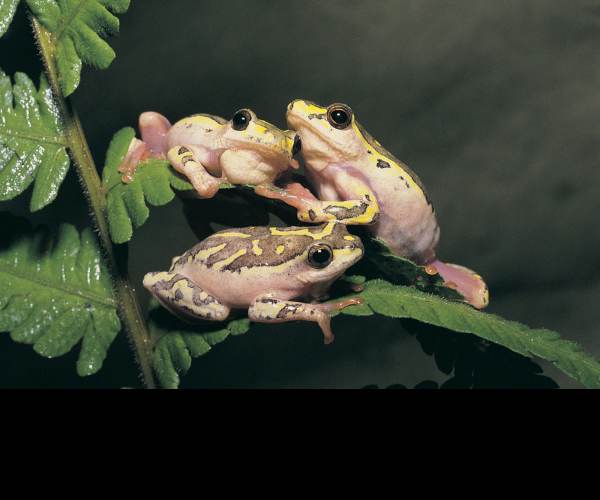 Anura