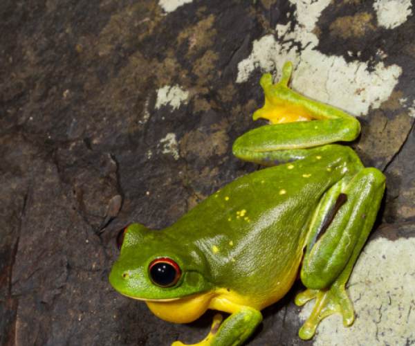 Anura