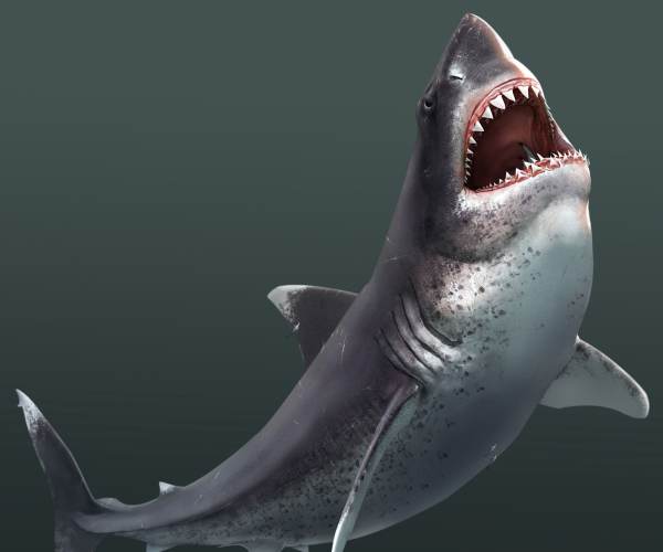 Megalodon