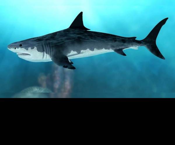 Megalodon