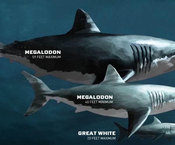 Megalodon
