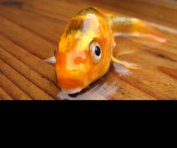 Fish out of Water