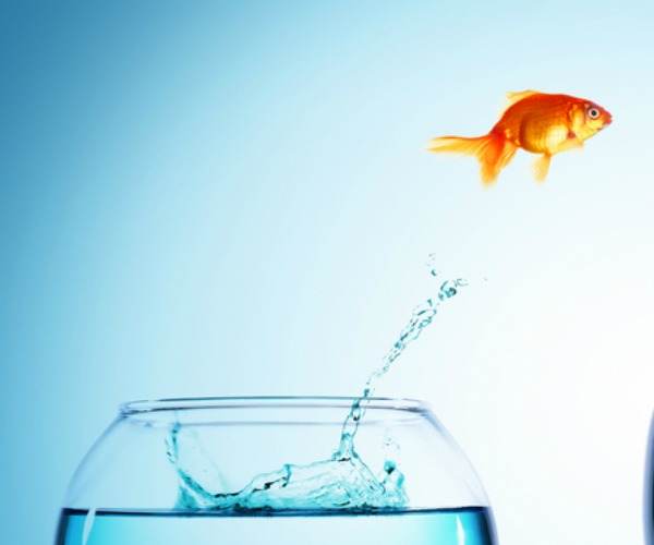 Fish out of Water